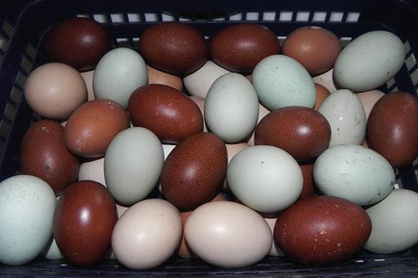 Bandeja con huevos de gallina de diferentes colores.