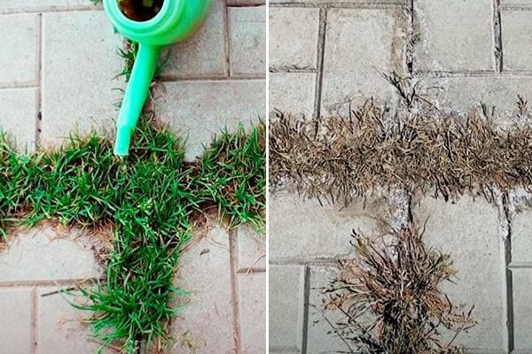 Quitar hierba de las costuras de losas