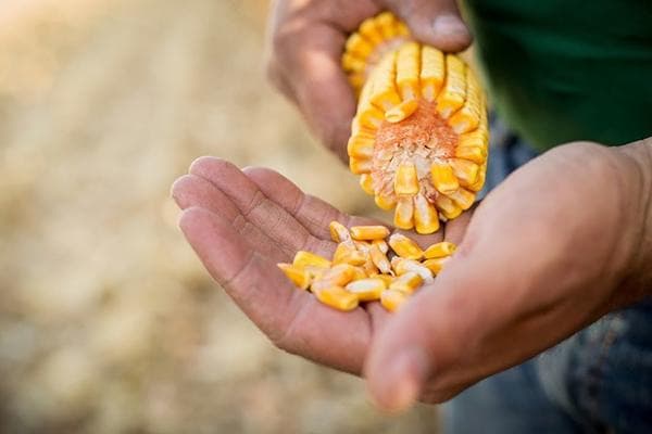 Jagung manis 