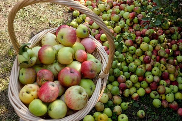 Cesta con manzanas