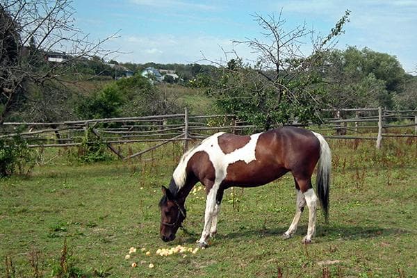 Cavalo come maçãs