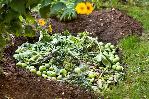 Maçãs em uma caixa de compostagem