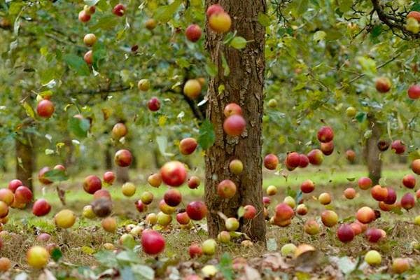 Apples fall from the apple tree