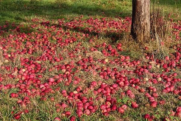 Manzanas maduras. caído del manzano