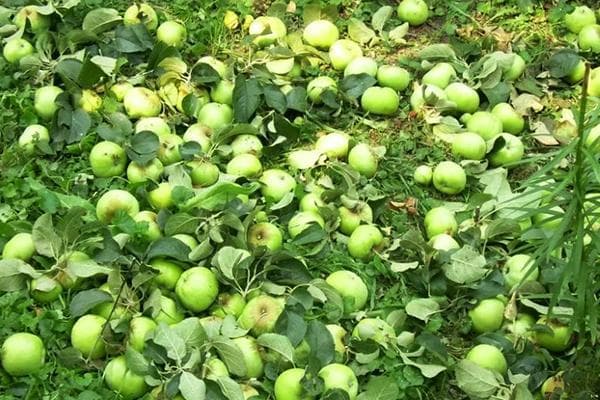 Manzanas verdes en el suelo