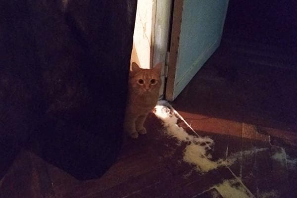 Gato y sal derramados debajo de la puerta.