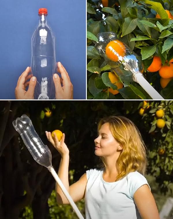 Recolector de frutas hecho con una botella de plástico.