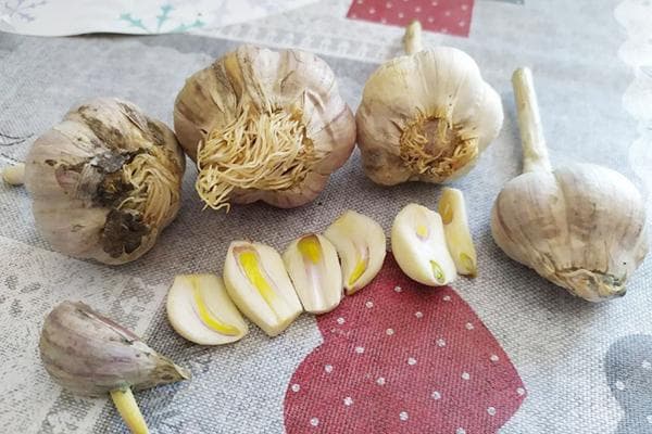 Sprouting garlic