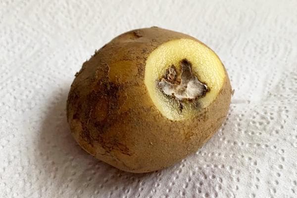 Rotten potato tuber