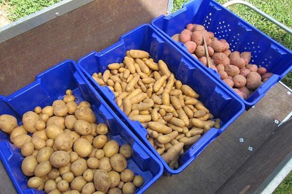 Patatas de diferentes variedades.