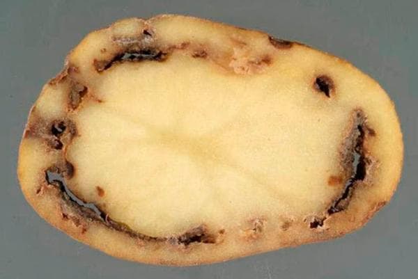 Potato ring rot