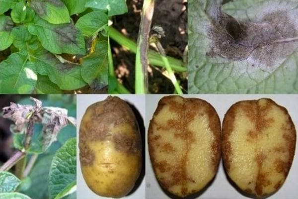 Late blight of potatoes