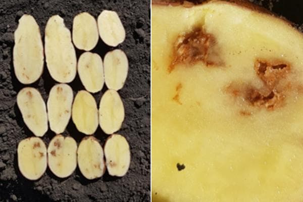 Potato rust (ferruginous spot) of potatoes