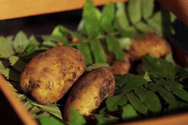 Guardar patatas en hojas de serbal.