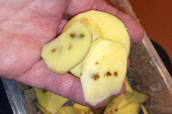 Taches à l'intérieur d'un tubercule de pomme de terre