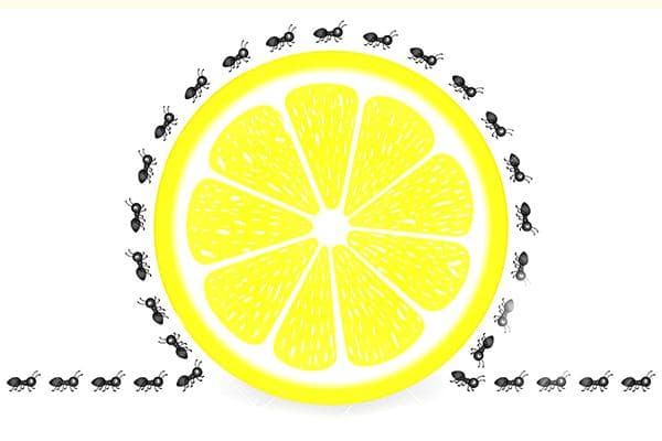 Limón para hormigas