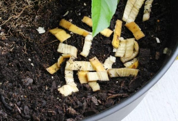 Cascas de banana para nutrição de plantas