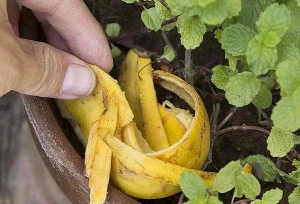 Cáscaras de plátano para plantas.