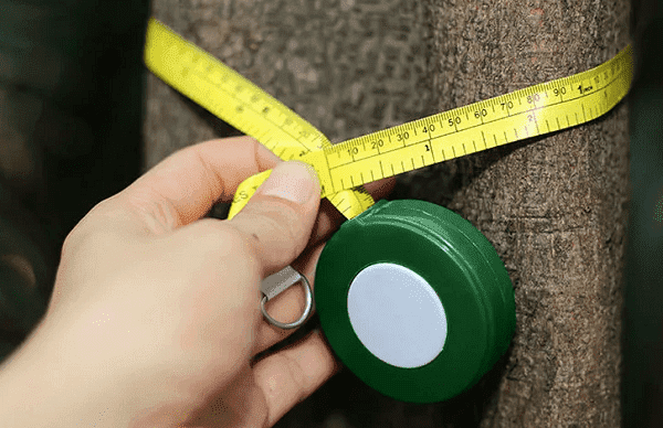 Medir el diámetro con una cinta métrica