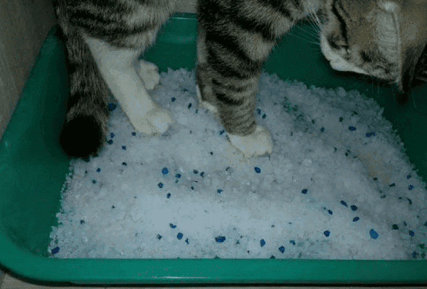 Gel de sílice en la caja de arena para gatos.