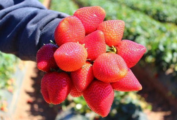 Ripe strawberries