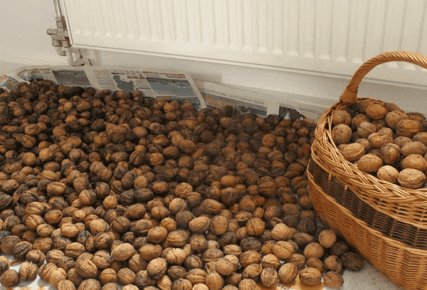 Kreeka pähklid korteris
