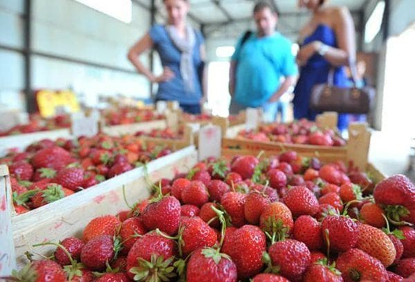 Strawberries in stock