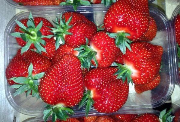 fresas compradas