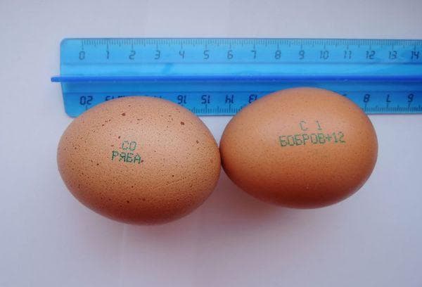 Dos huevos con marcas.