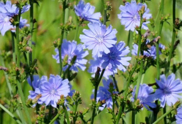 Chicory flower