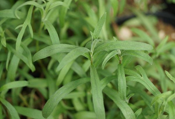 Tarragon leaves