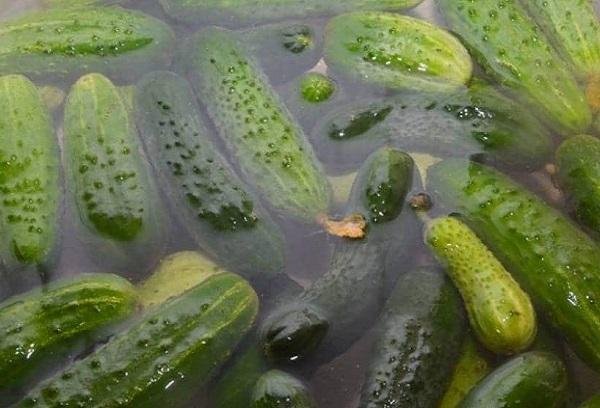 Pepinos remojados en agua