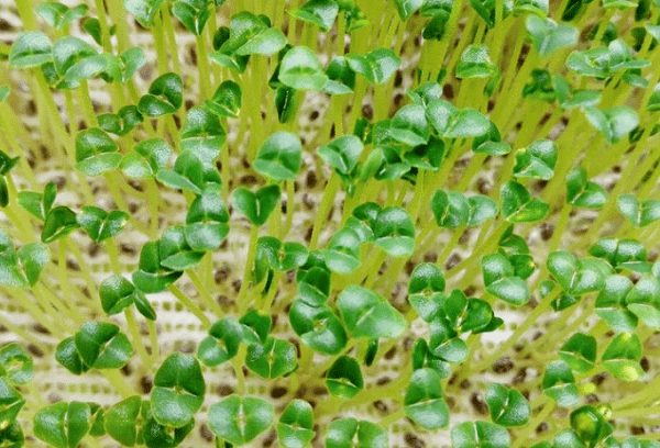 Microgreens z chia semínek