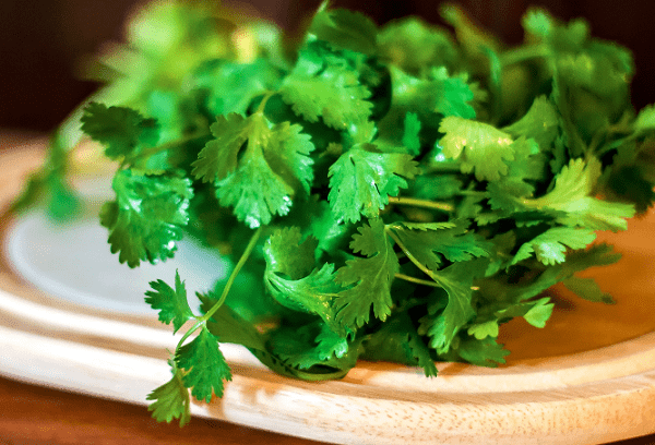 Cilantro