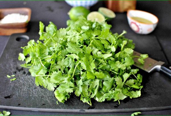 Bouquet de coriandre verte