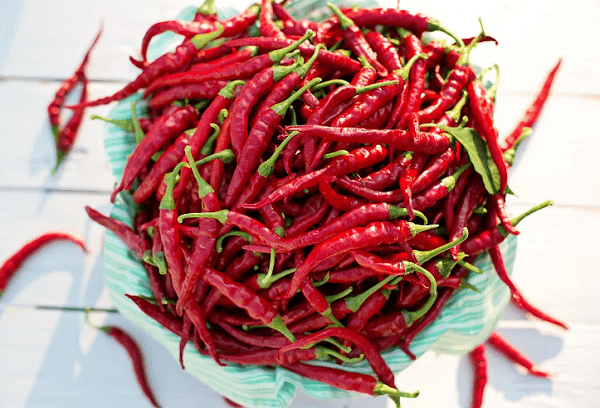 Crvena paprika