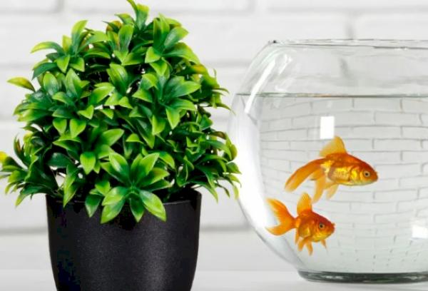 Kas lilli on võimalik akvaariumi veega kasta?
