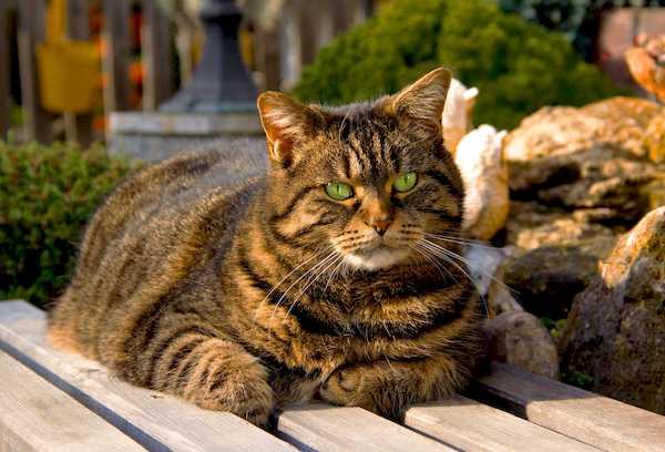 gato de ojos verdes