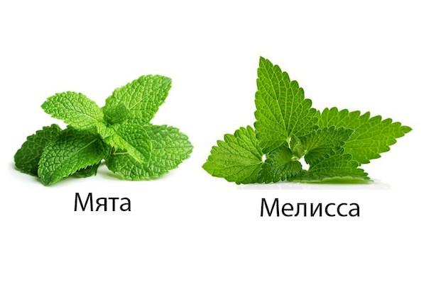 Mint and lemon balm difference