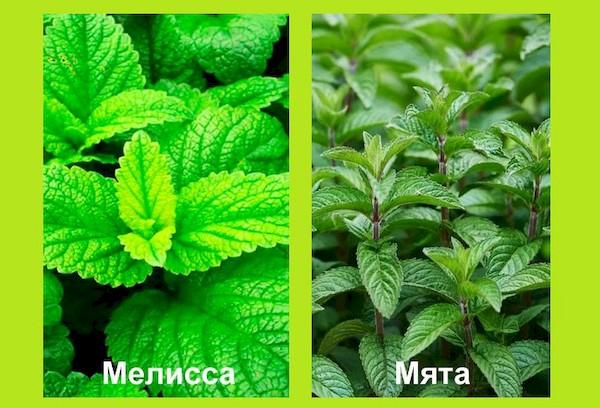 Menthe et mélisse