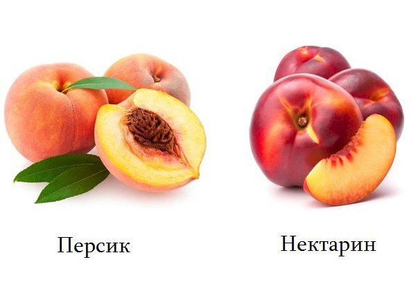 Piersici și nectarine