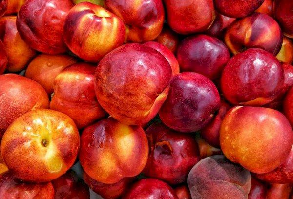 Nectarines aux fruits