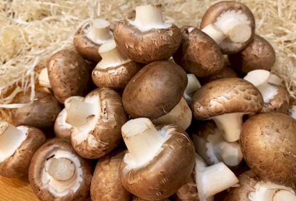 Kunglig champignon