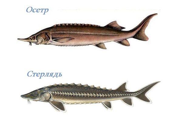 Sturgeon and sterlet difference in the photo