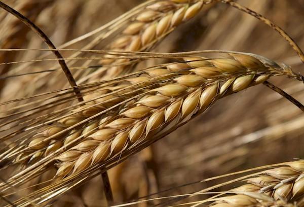 Ears of barley