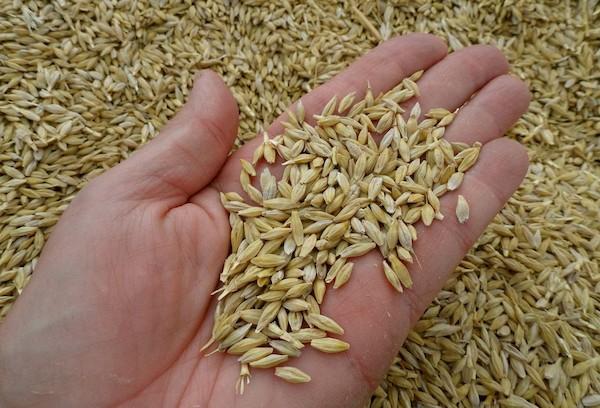 Barley grains