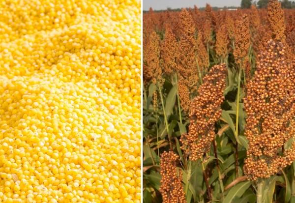 Millet at sorghum