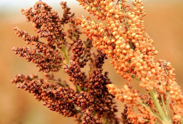 Grain sorghum 7