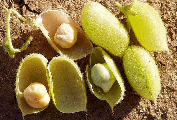 fruta de garbanzo