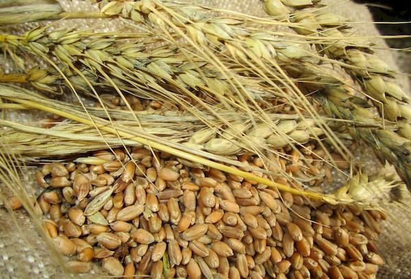 Il farro: cos'è e da cosa è composto, contenuto calorico, valori nutrizionali e proprietà benefiche